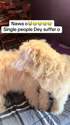 Relatable Dogs: Uncovering Lhasa Apso Behavior