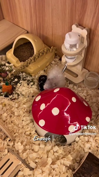 Considering a Hamster? Read This First!