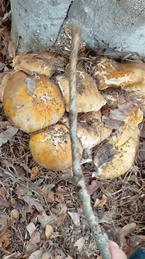 Super big mushroom cluster, yellow caps with white stipe #mycology #mushroom