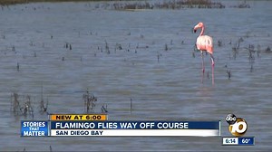 51K views · 620 reactions | STRAY FLAMINGO: A strange sight in the South Bay near Chula Vista. No one seems to know where a mysterious flamingo came from. To make things even stranger, no one seems to be claiming the tropical bird. | 10News – ABC San Diego KGTV | Facebook