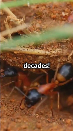 How Queen Ants Are Chosen (And Why They Live So Long!) #animalcuriosities