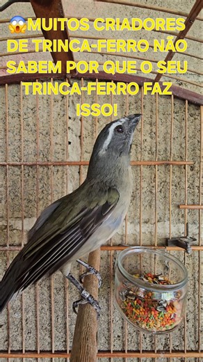 💥ESSE COMPORTAMENTO DO TRINCA-FERRO VERDADEIRO CONFUNDE ATÉ OS CRIADORES DE TRINCA-FERRO💥 #shorts
