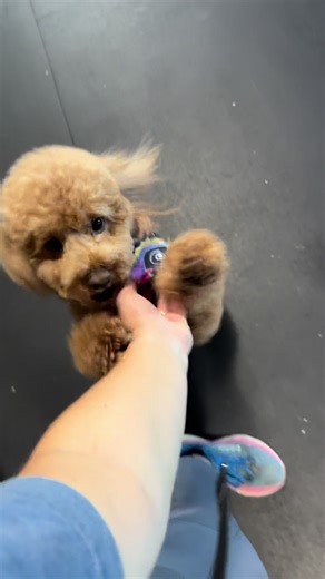 How we invision Millie Jo sounds when she sees her favorite counselors 🥹🩷 #fyp #dogsoftiktok