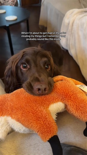 Understanding Puppy Emotions: Big Feelings in Small Packages