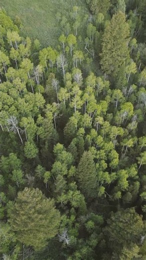 Natural forest background woods flight