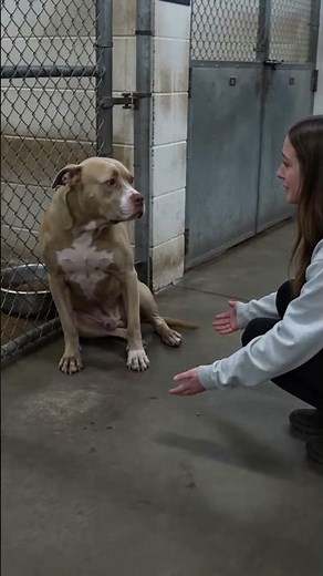 Shelter dog meets a caring visitor for comfort and support