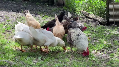 Baking Banana Cake in Our Peaceful Mountain Village