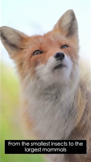 How Animals See the World - Mind-Blowing