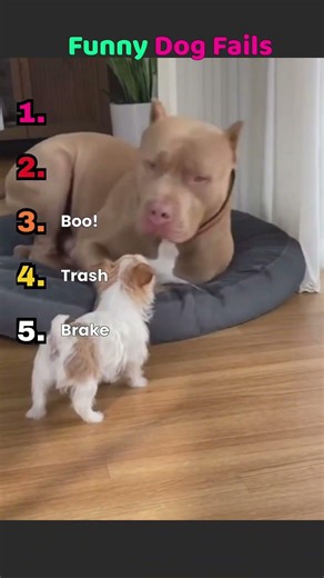 Funny Dogs Fails 🐈 #shorts