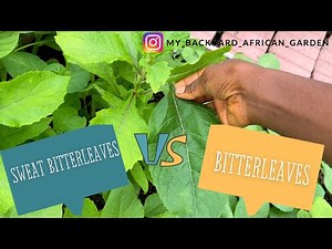 What is the Difference Between Sweet Bitterleaf and Bitterleaf? Vernonia hymenolepsis vs amygdalina