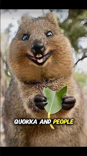 Nature's Happiest Creature #natureexe #quokka #quokkas #cuteanimals #animalfacts #wildlife #nature