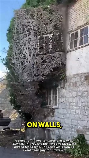 Why English Ivy Can Damage Your Home 🏡