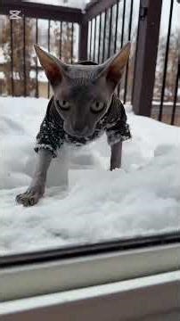 Funny pets, winter time, snow. #cat #dog #pets #cute #funny #snow #shorts