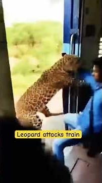 Leopard Chases a Moving Train 😱 | Terrifying Wildlife Attack Caught on Camera #wildlife #leopard