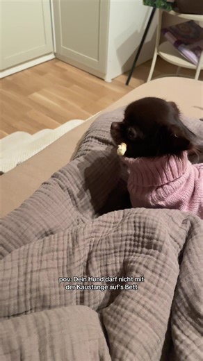 Cheeky Chihuahua's Hilarious Antics with a Chew Stick