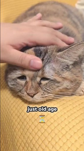 🥹 Is Your Cat Just Aging... Or Something Else? #cat