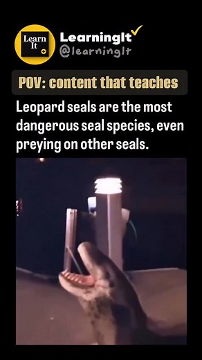 Leopard seals are among the most powerful predators in the Antarctic and unlike most seal species they actually hunt warm-blooded prey including penguins and even other seals which places them at the top of their food chain and while human attacks are extremely rare documented cases show they have the strength and hunting skills to be dangerous so respecting their space and understanding how they differ from typical seals is key to appreciating both their role in the ecosystem and the reason the