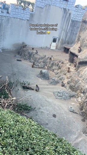 Punch Monkey Update: Ongoing Bullying Issues