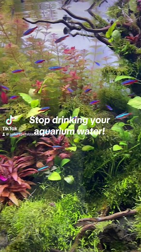 377K views · 2.6K reactions | Are you apart of the syphon sucking club?  Its time to level up your maintenance game with this simple trick! #fishmaintenance #aquariummaintenance #aquariumkeeping #fishkeeping #aquariumsyphoning #syphon #aqauriumsyphon | Nature Pets & Aquariums | Facebook