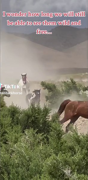Majestic Wild Mustangs Running Free