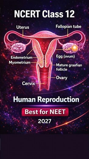 Human Reproduction1 😱 | NCERT Class 12 | NEET 2027 #Quick Revision Shorts #biology #neetmcqs