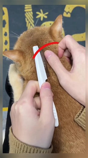 Cat.Ear.Simway on TikTok