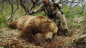 Whopper Brown Bear with bow & arrow.. Alaskan Peninsula. #adventurebowhunter | Tom Miranda