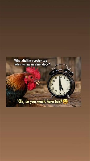 The Rooster Meets the Alarm Clock 🐔⏰😂