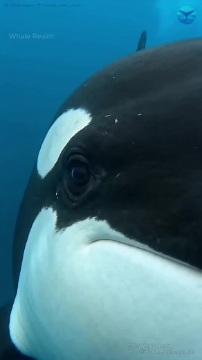 Five orca one blue whale this is hunt #whalerealm # orcahunt #killerwhale #oceanfact #marinebiology #