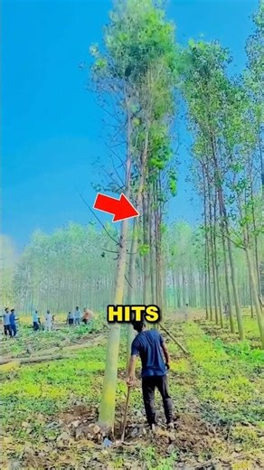 That's Why They Plant Trees In A Strait Line