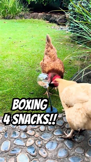 CHICKENS BOXING 4 SNACKS?! 🐔💕 This is the best treat toy ever lol