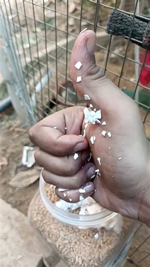 how to feed egg shell to rooster