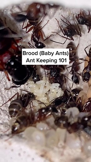 Brood (Baby Ants) Explained | Ant Keeping Tips