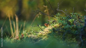 Tiny blueberry shrubs, moss, lichen, and dry twigs in the autumn tundra undergrowth. Parallax video. Bokeh.