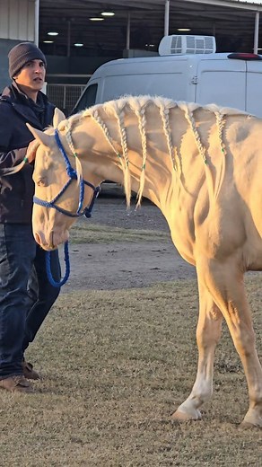 Valentina Sosa on Instagram: "All you need is a baby of this cremello stallion 🫰🏻 Gracias @rio_rico_ranch por todas sus atenciones, por cuidar de @jdlpuma208 y tenerlo listo para sus maquilas 💥 BOOKS STILL OPEN! more info dm! . . . . #thecremellostallion #jdlpuma208 #stallion #valentinasosa #aqhastallion #studfee"