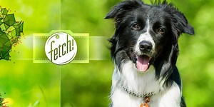 Microsoft App Can Help You Find the Perfect Pooch