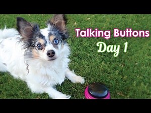 My Dog Tries Talking Buttons! Learning To Speak With Hunger For Words Dog Buttons - Day 1