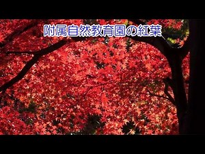 附属自然教育園の紅葉