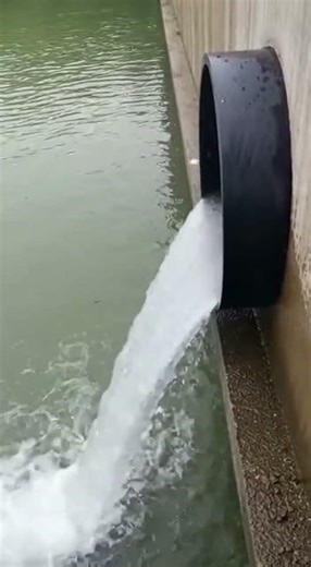 Fish VS Water Pressure! #migration #ecology #fish #naturelovers #biology #