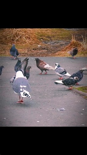 Birds Nature on TikTok