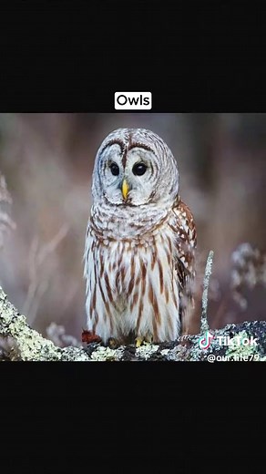 Animals with Down Syndrome: A Unique Perspective