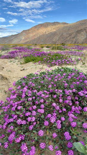 Brigid 🏕 Rockies Hiking Adventures on Instagram: "Did you know a desert could look like this? 🌸 After rare winter rains, Anza-Borrego transforms for just a short window. Save this for your next California road trip. #anzaborrego #desertbloom #californiadesert #wildflowerseason #desertmagic"
