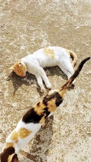 #Good short #viral post#