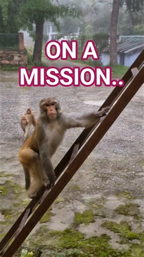 On a Mission... 🐒 | What to Do If You Meet a Rhesus Macaque