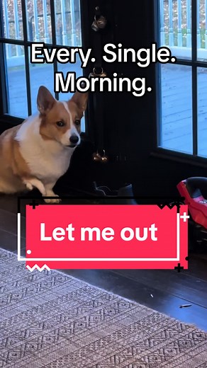 He throws the biggest temper tantrums when he wants to go out. #temper #attitude #corgisoftiktok #letmeout