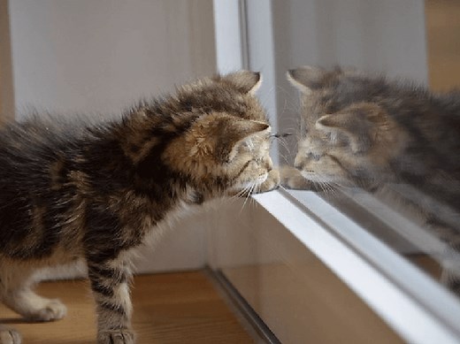 話題の猫動画が大集合！最高に癒される猫のYoutube動画30選 | Petpedia