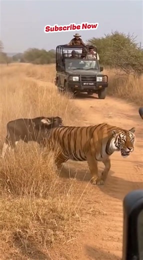 사파리에서 찍힌 가장 위험한 순간