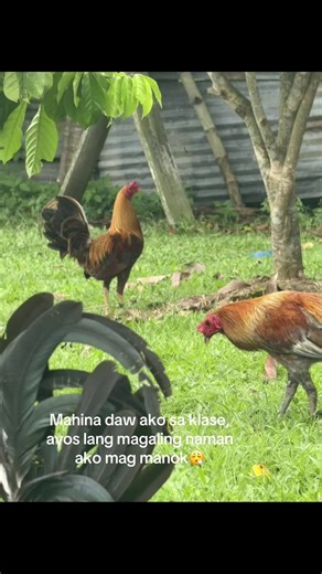 Mastering Chicken Raising in Sabong