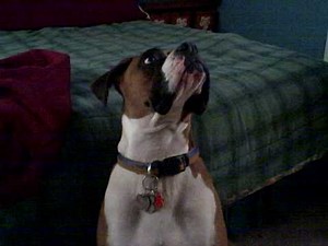 Boxer with Fly Snapping Syndrome - Chancy