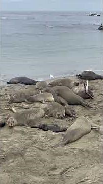Elephant Seal Mating: Warning-Graphic #wildanimals #elephantseal #animalbehavior 🐘🦭❤️‍🩹